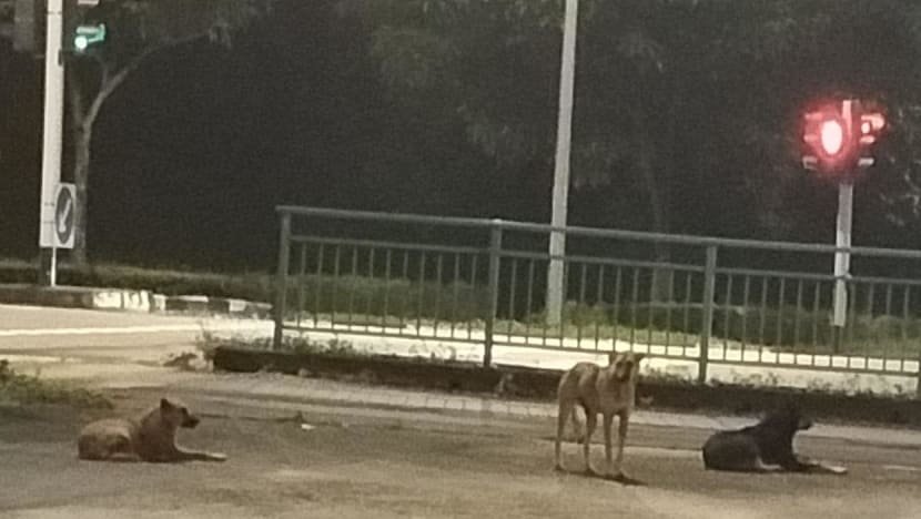What to do with a clearance stray dog at night